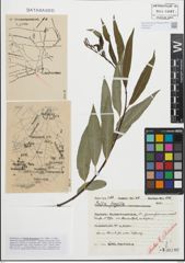 Foto von Salix fragilis L.